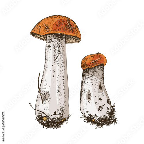 Hand drawn red-capped scaber stalk