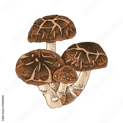 Hand drawn shiitake mushroom