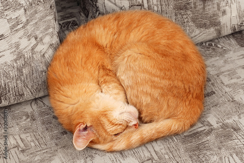 Photo top view of sleepng ginger cat curled up into a ball