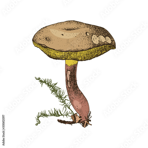 Hand drawn xerocomus subtomenteux mushroom