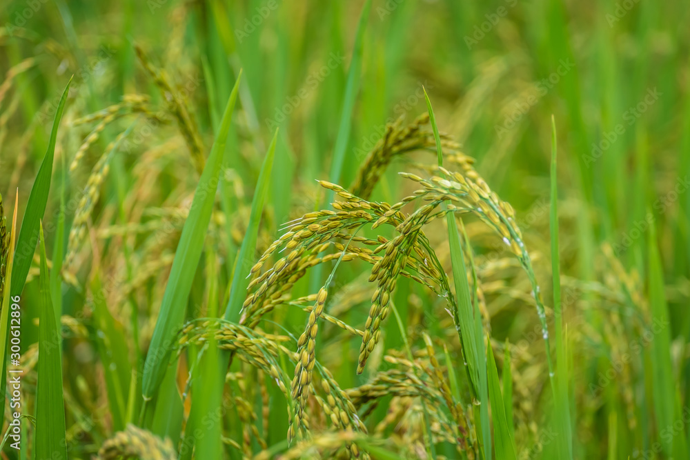 Close up golden yellow rice in terraced paddy field in the field. Close up golden yellow rice in terraced paddy field in the field.