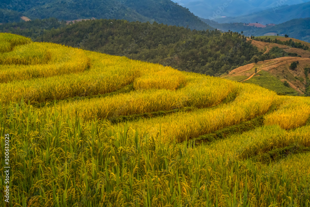 Beautiful scenery of the terraced golden rice field with sky and mountain at Ban Pa Pong Piang village in Mae Chaem, Chiang Mai province, Thailand. Beautiful scenery of the terraced golden rice field with sky and mountain at Ban Pa Pong Piang village in Mae Chaem, Chiang Mai province, Thailand.