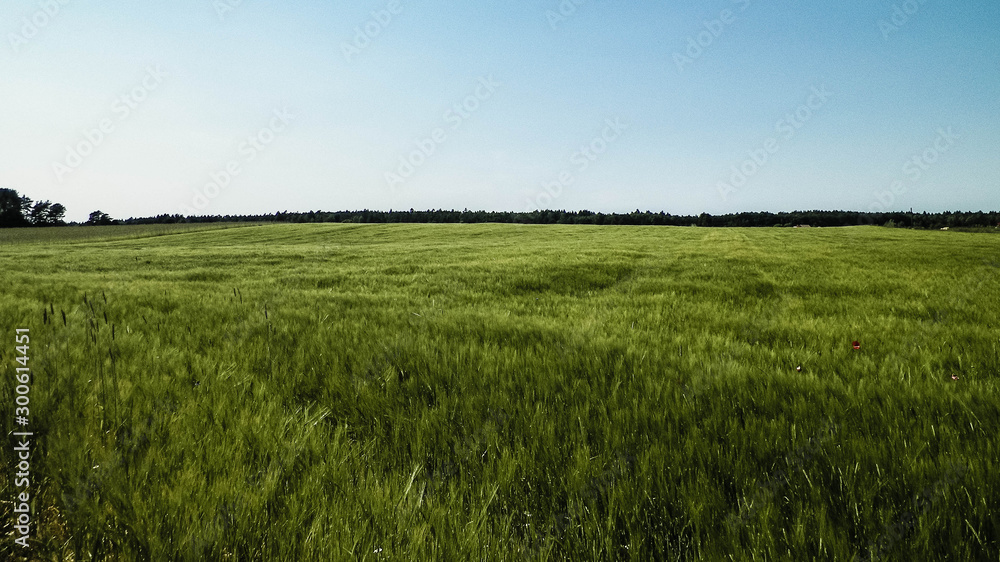 Obraz premium Green field in Kashubian village.