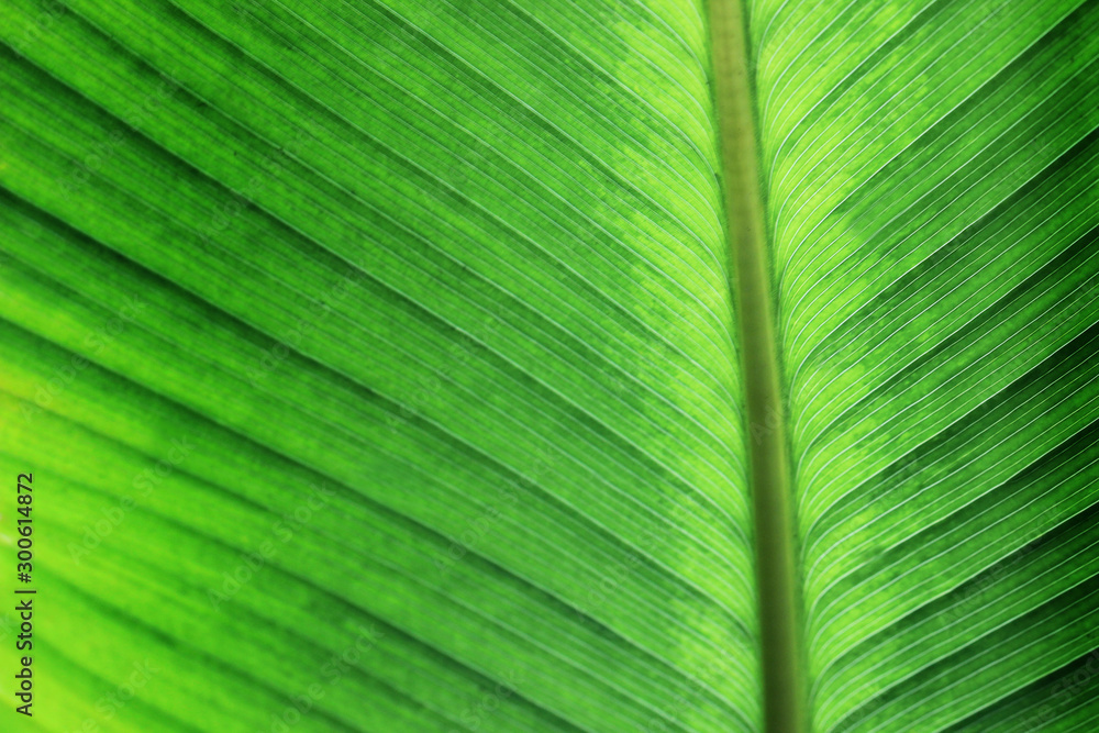 Fresh macro green leaf nature abstract texture for background. Fresh macro green leaf nature abstract texture for background.