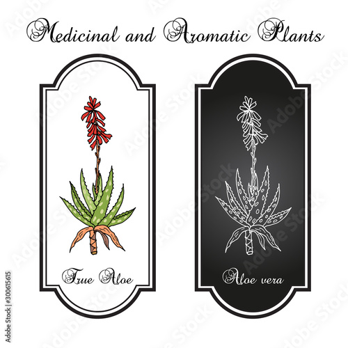 Aloe vera, medicinal plant