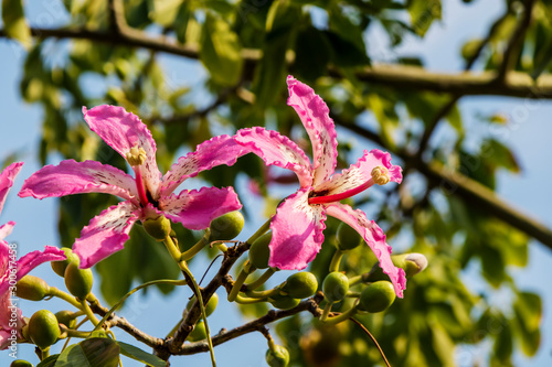Pink flowers of the silk floss tree Ceiba speciosa  formerly Chorisia speciosa. 