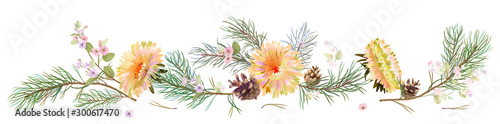 Panoramic view: yellow chrysanthemum (golden-daisy, aster, daisy), pine, cones, spring blossom. Horizontal border for Christmas, white background. Botanical illustration, watercolor style, vector