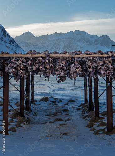 Fish heads left for drying