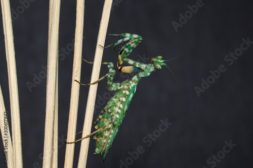 Mantis blepharopsis mendica, female, sits on sticks, on a black background. photo