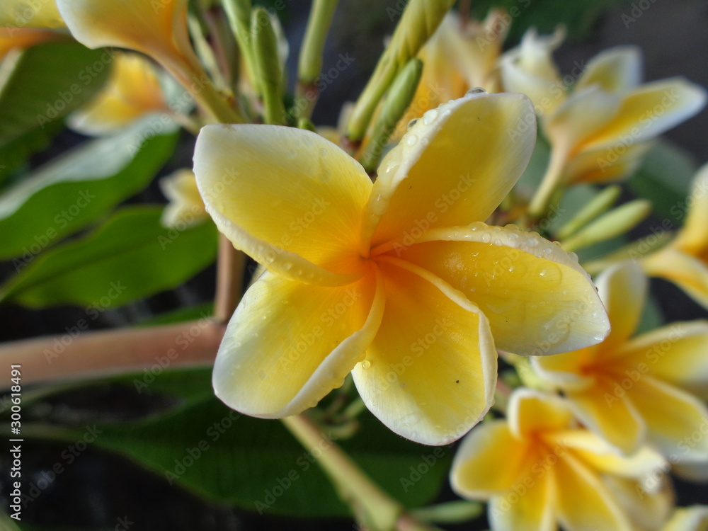 A Beautiful Yellow And White Frangipani Flower (Plumeria) A Beautiful Yellow And White Frangipani Flower (Plumeria)