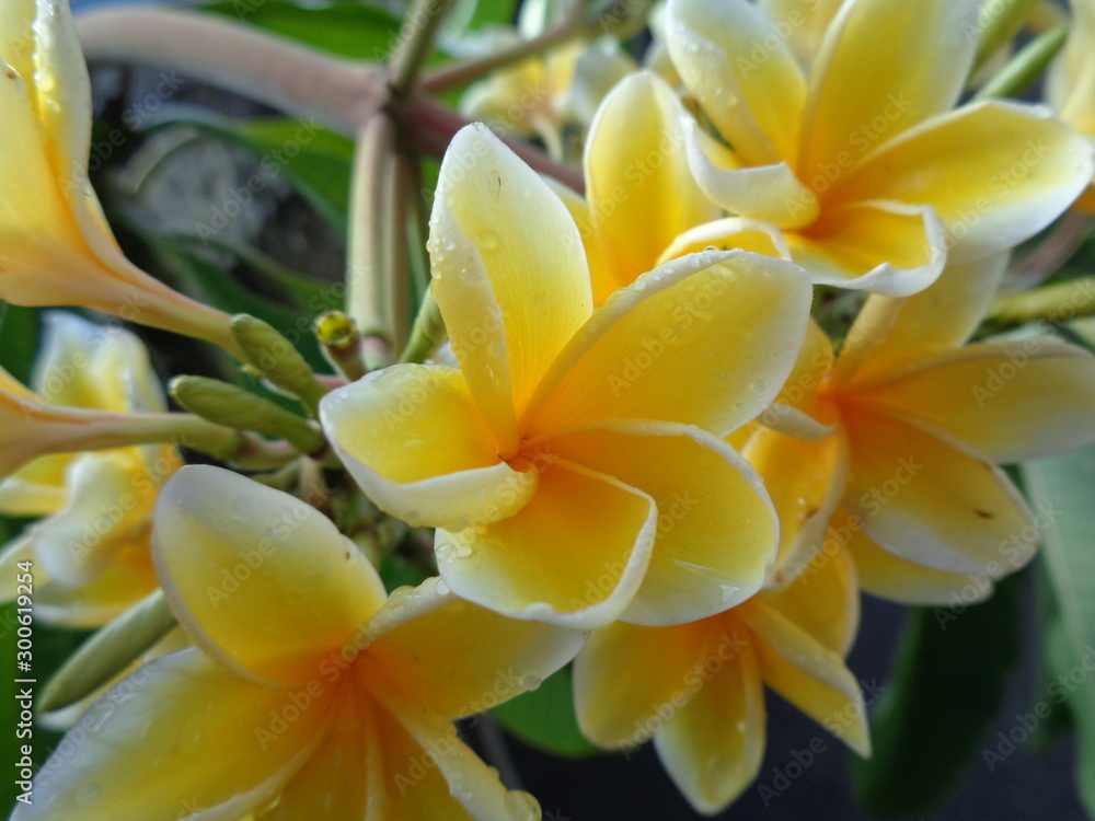 Obraz premium Yellow Frangipani Flower Growing In The Garden