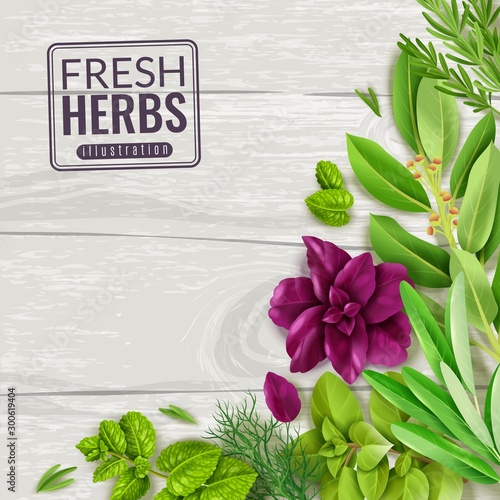 spices herbs illustration