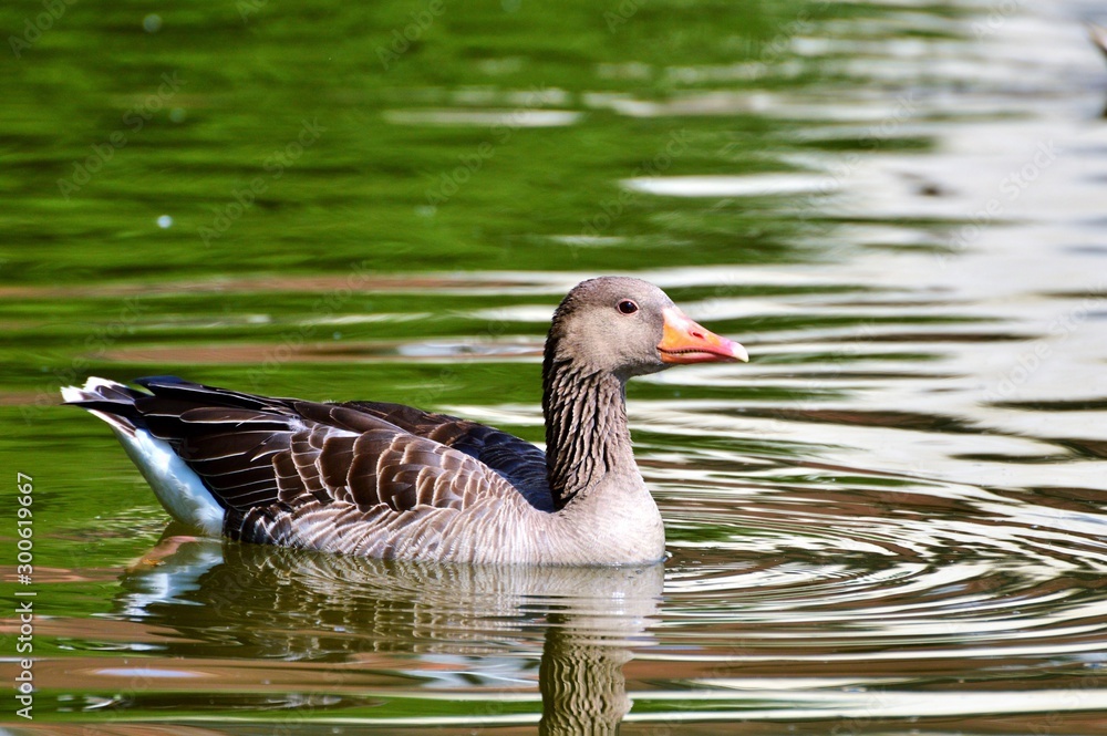 Fototapeta premium duck on the water