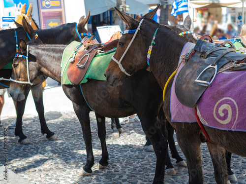 Santorini, Greece, donkey ride is a typical mean of transport in the islandof santorini. in Oia donkeys