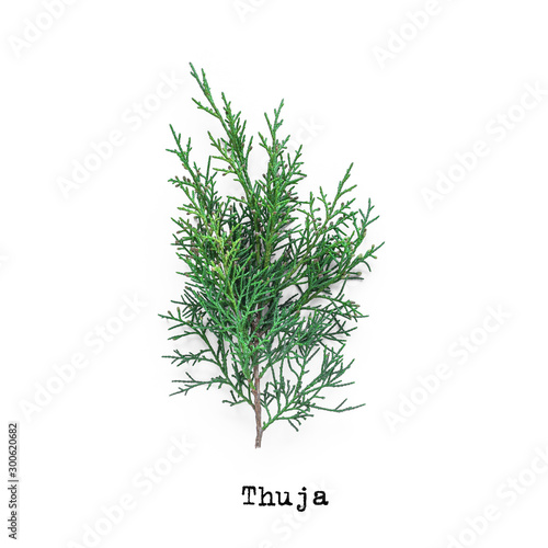 Thuja branch