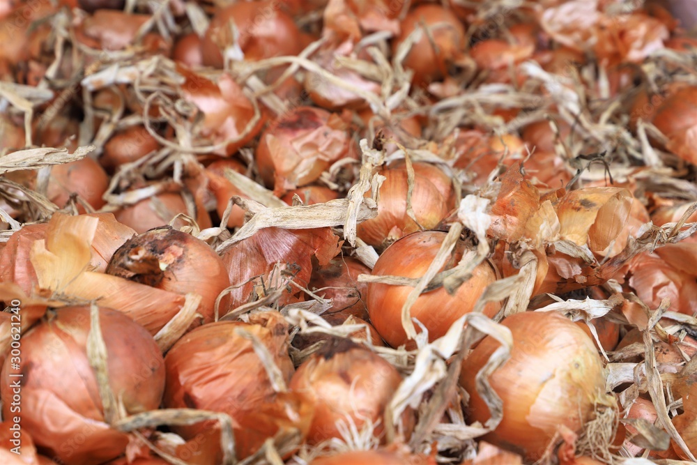 close-up of onions on display at the market
