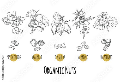 Vector set of nuts plants sketches: hazelnut, almond, cashew, pistachio and walnut. Hand drawn outline illustration. Healthy food, bio, organic, natural product