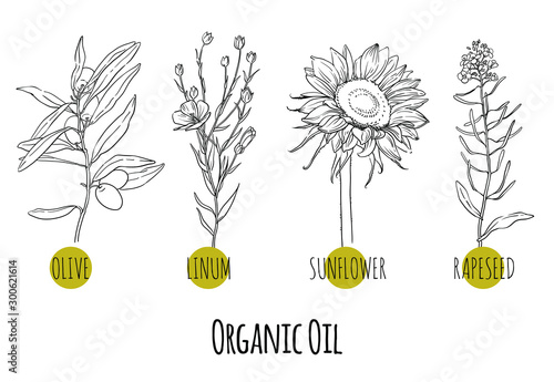 Vector set of organic oil plants sketches: olive, linseed, sunflower and rapeseed. Healthy food, bio, organic, natural product
