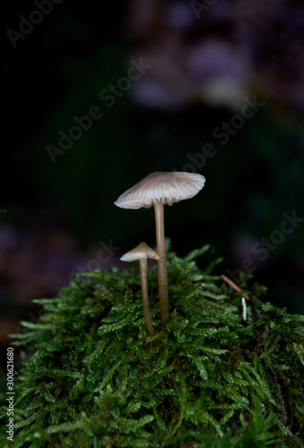 Zwei kleine Pilze auf Moos