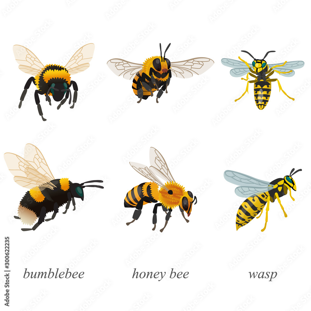 Six poses of bumblebees, bees and wasp insects Stock Vector | Adobe Stock