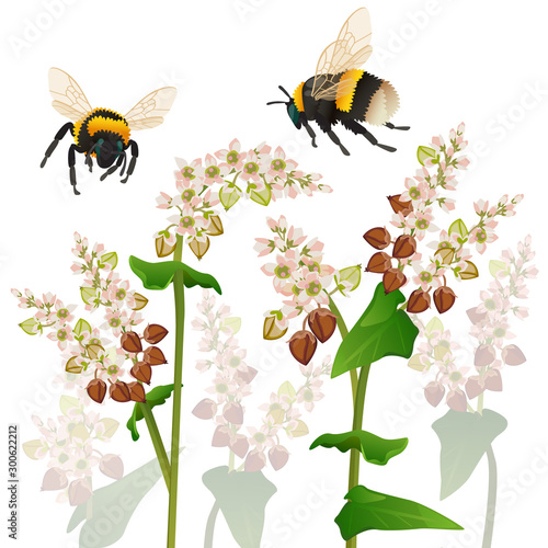 Vector illustration of bumblebees as pollinators of blossom buckwheat