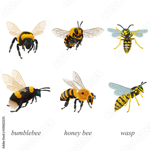 Six poses of bumblebees, bees and wasp insects