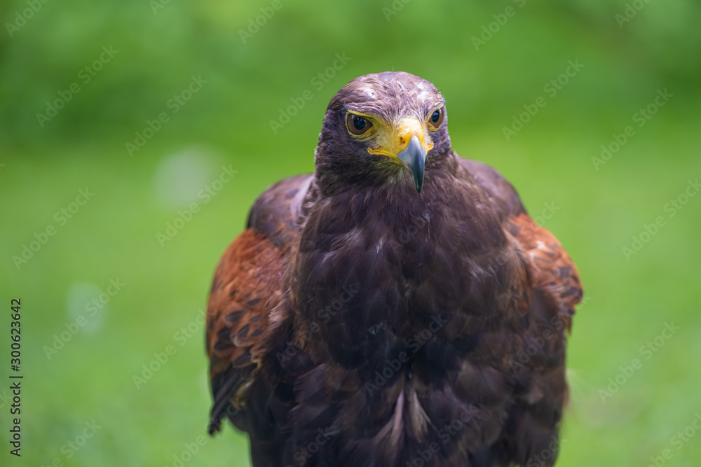 Closeup of a Harris Hawk (Parabuteo unicinctus), a medium-large bird of prey from the southwestern United States south to Chile and Argentina Closeup of a Harris Hawk (Parabuteo unicinctus), a medium-large bird of prey from the southwestern United States south to Chile and Argentina