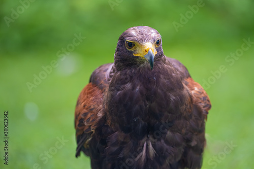 Closeup of a Harris Hawk  Parabuteo unicinctus   a medium-large bird of prey from the southwestern United States south to Chile and Argentina