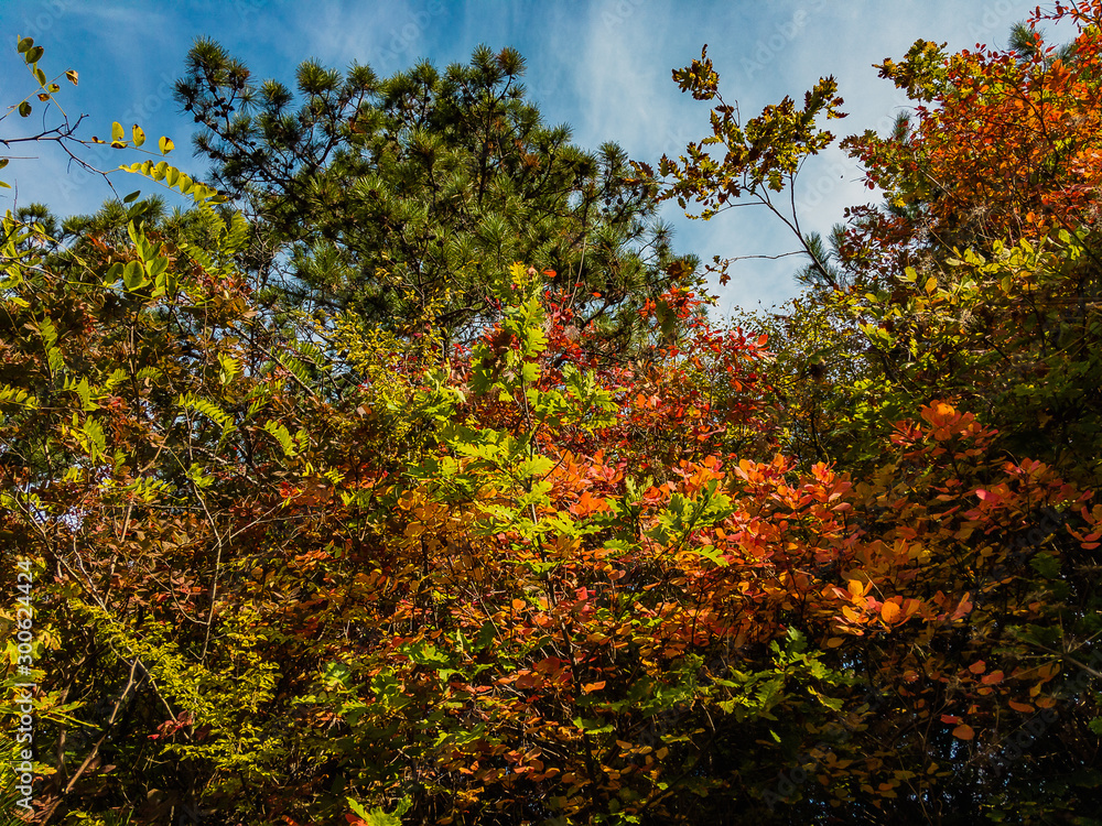 Trees in a mixed forest, covered with bright fall foliage on a sunny day under a cloudy blue sky.
