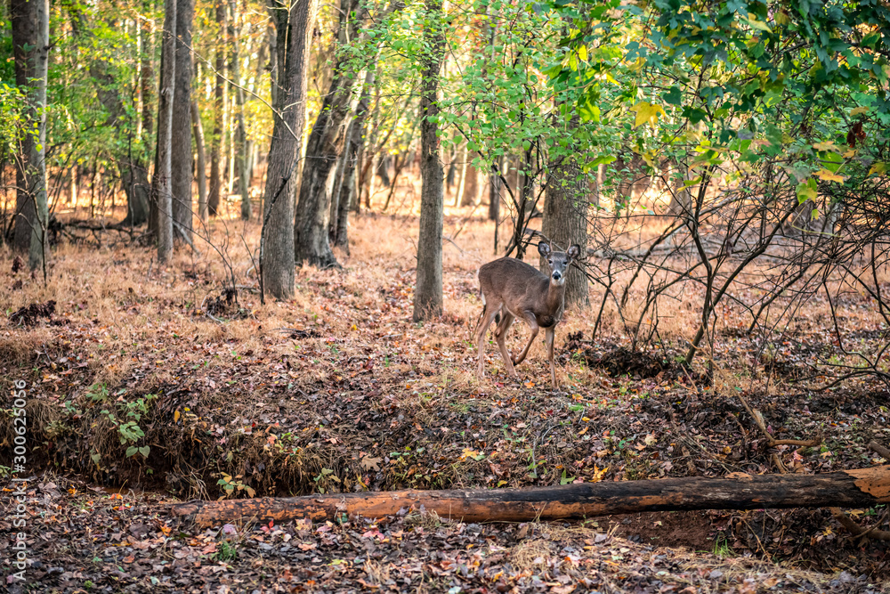 Woodlands Deer