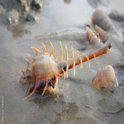 Shell on beach