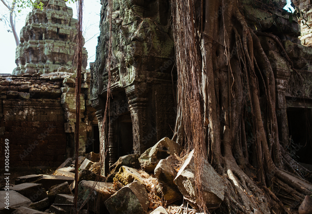 Trees grow through stones in Angkor Wat Temple in Cambodia Trees grow through stones in Angkor Wat Temple in Cambodia