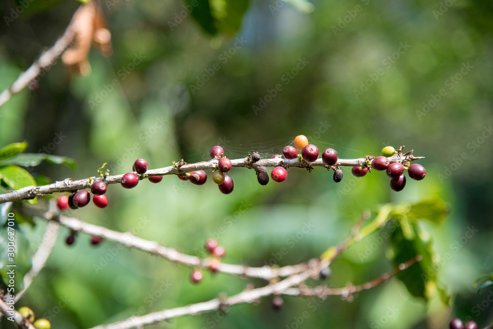 Close up of coffee bean Close up of coffee bean