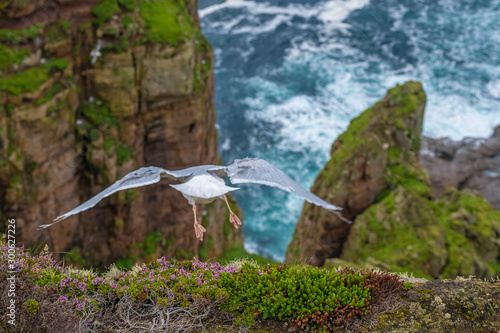 Herring gulls and fulmars flying in the rough winds of the island of Hoy, Orkney, Scotland photo