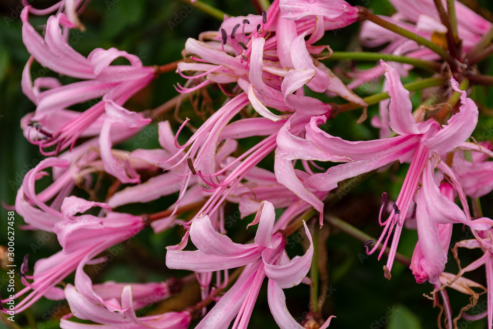 Nerine Bowdenii flowers in pink.
