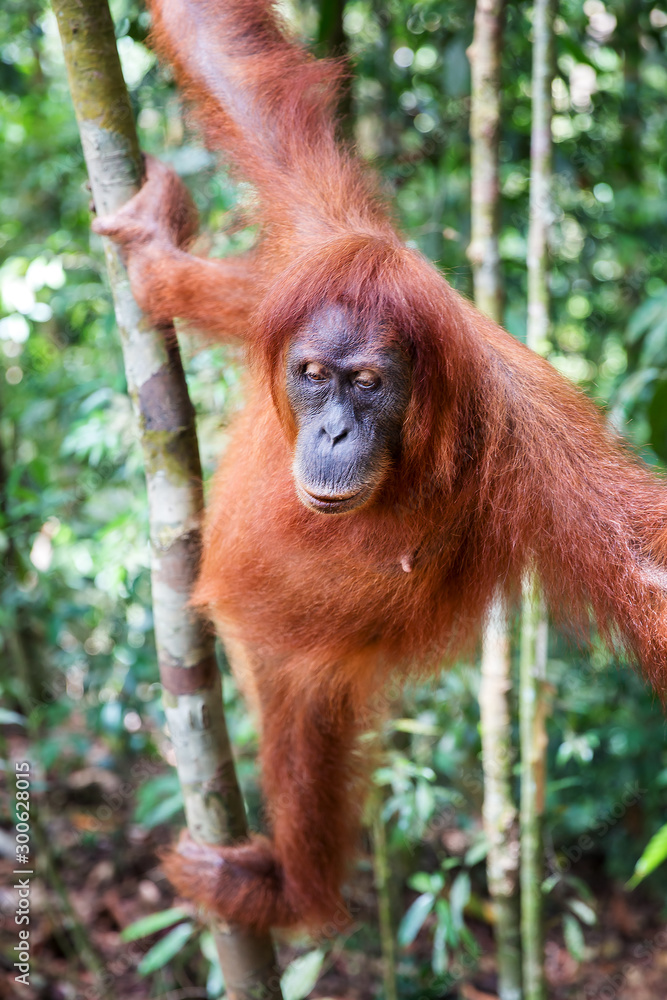 Fototapeta premium Beautiful female Sumatran Orangutan (Pongo abelii) during a ecotourism jungle hike in Gunung Leuser National Park, Bukit Lawang, Sumatra, Indonesia
