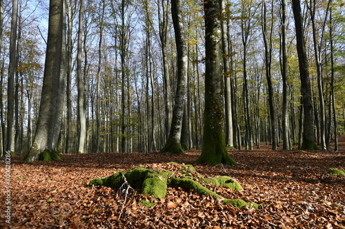 Autumn impressions from a Pomeranian forest in Darzlubie