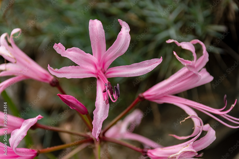 Nerine Bowdenii flowers in pink. Nerine Bowdenii flowers in pink.