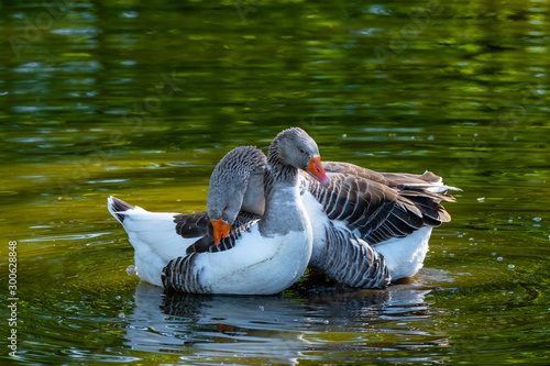 Pommern Gans bei der Paarung