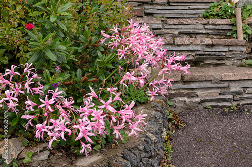Nerine Bowdenii flowers in pink.