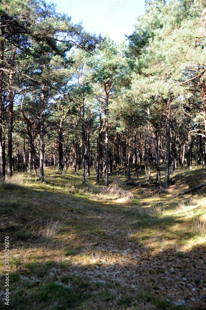 Fototapeta premium Insel Rügen, an der Schaabe zwischen Glowe und Juliusruh