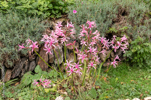 Nerine Bowdenii flowers in pink.