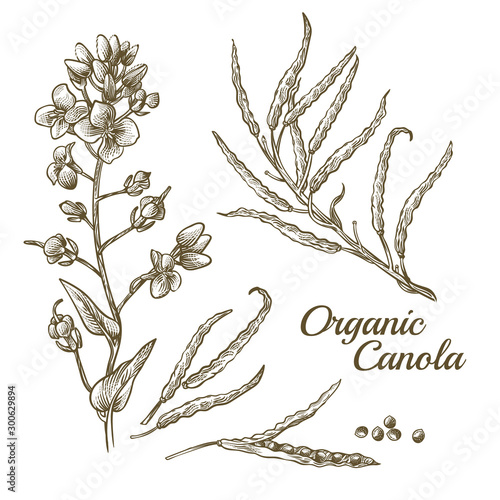Canola flower, organic colza or rape plant branch with blossoms and seeds. Botanical flora doodle drawing of rapeseed stem with leaves isolated on white background. Hand drawn vector illustration