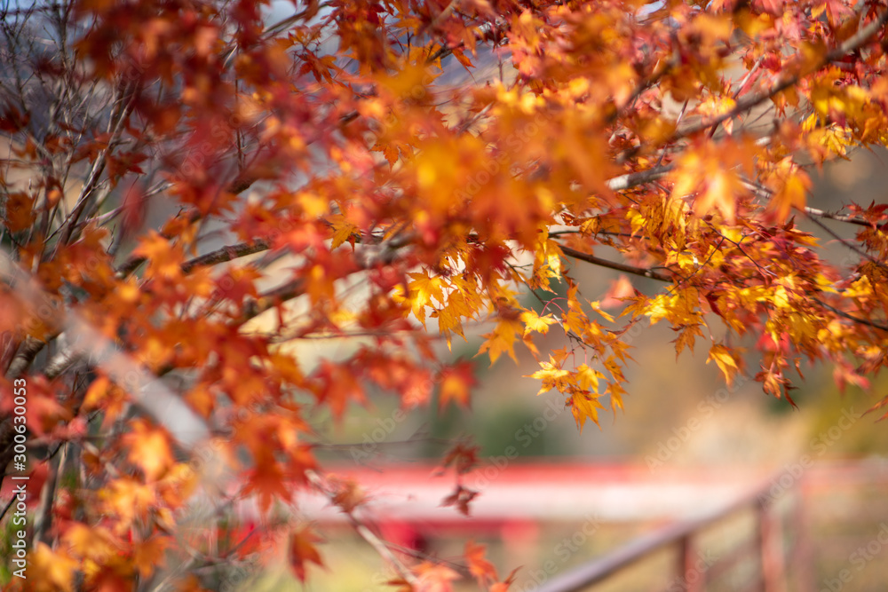東沢大橋_紅葉 東沢大橋_紅葉