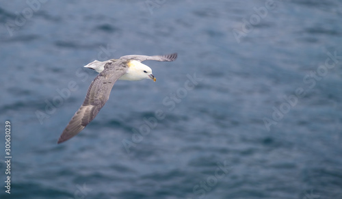 Herring gulls and fulmars flying in the rough winds of the island of Hoy  Orkney  Scotland