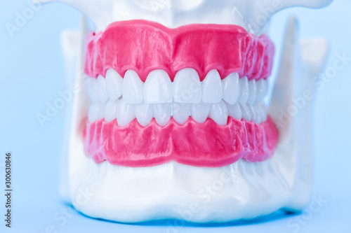 Wallpaper Mural Human jaw with teeth and gums anatomy model Torontodigital.ca