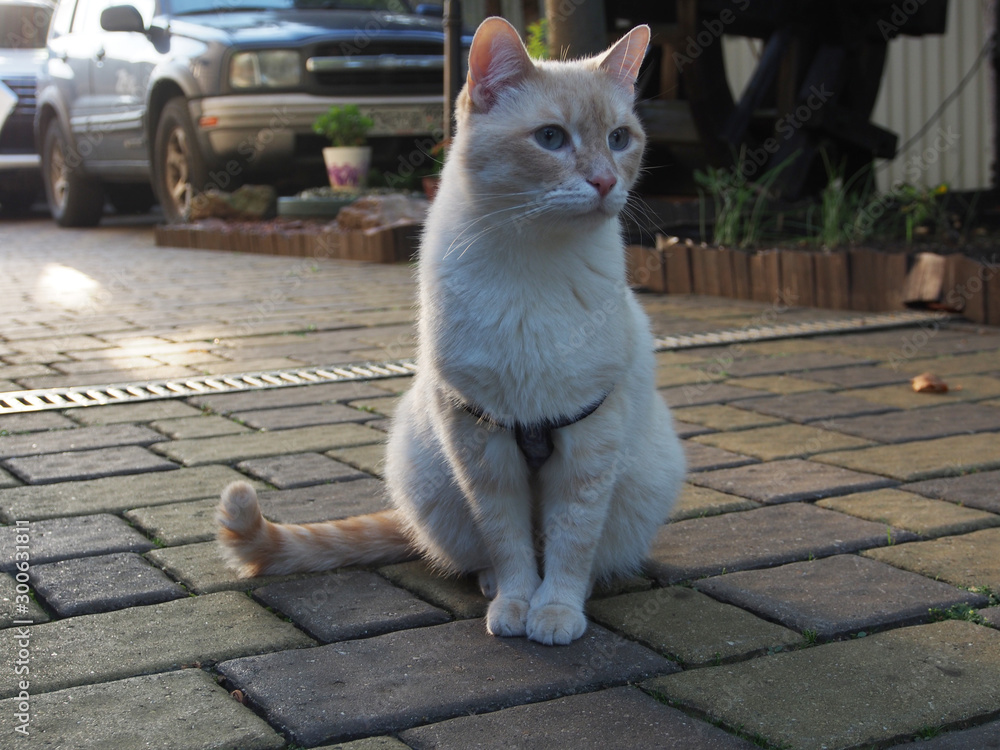 Fototapeta premium Cat sitting on a stone platform near the house.