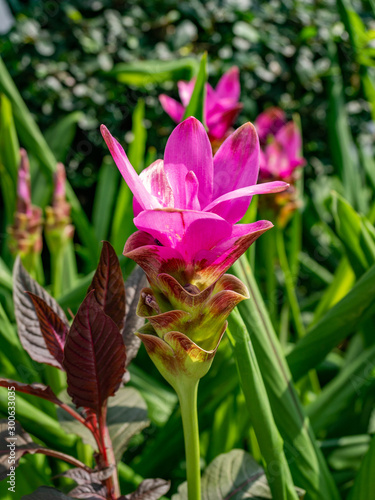 Pink flower name is Krachiew flowers bloom on beautiful,Nature green of sun light
