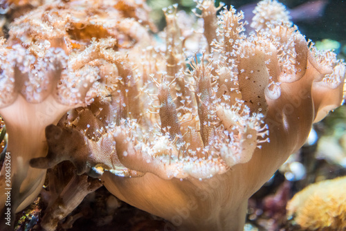 Sea anemone on reef 