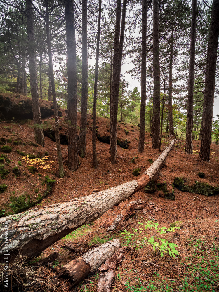 Fototapeta premium foresta 6